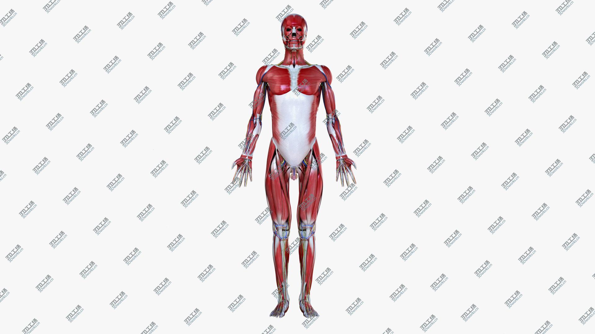 images/goods_img/2021040161/3D Full Male Anatomy Simplified/3.jpg